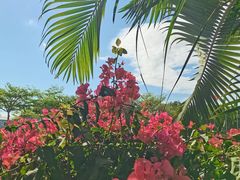 -亚龙湾国际玫瑰谷