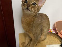 -猫大福·Fortune Cat猫舍(百子湾店)