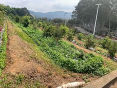 -雁南飞茶田景区