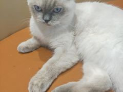 -藏猫猫咖啡主题馆(中央大道店)