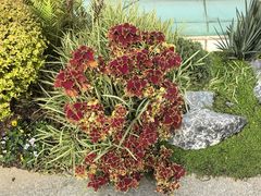 -云溪植物园