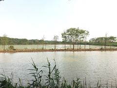 景点-大湾区中央湿地公园
