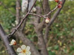 -映月湖中央公园