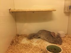 -龙猫仔乐园(惠福东路店)