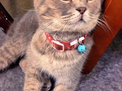 -猫色咖啡·猫咖