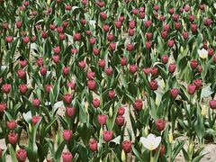 -Mesa Madre梅萨妈妈·Bintana(国贸店)