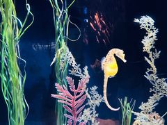 -迪拜水族馆及水下动物园