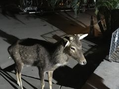 -清迈夜间动物园