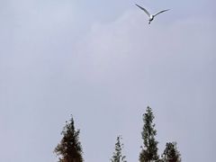 -白鹭湾湿地公园