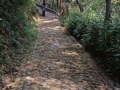 -上海佘山国家森林公园西佘山园