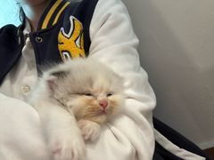 -楼上猫咖(罗湖店)