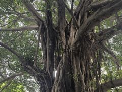-晓港公园
