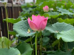 -莲花池公园
