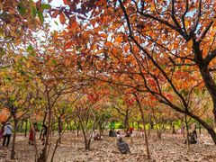 -南宁市凤岭儿童公园