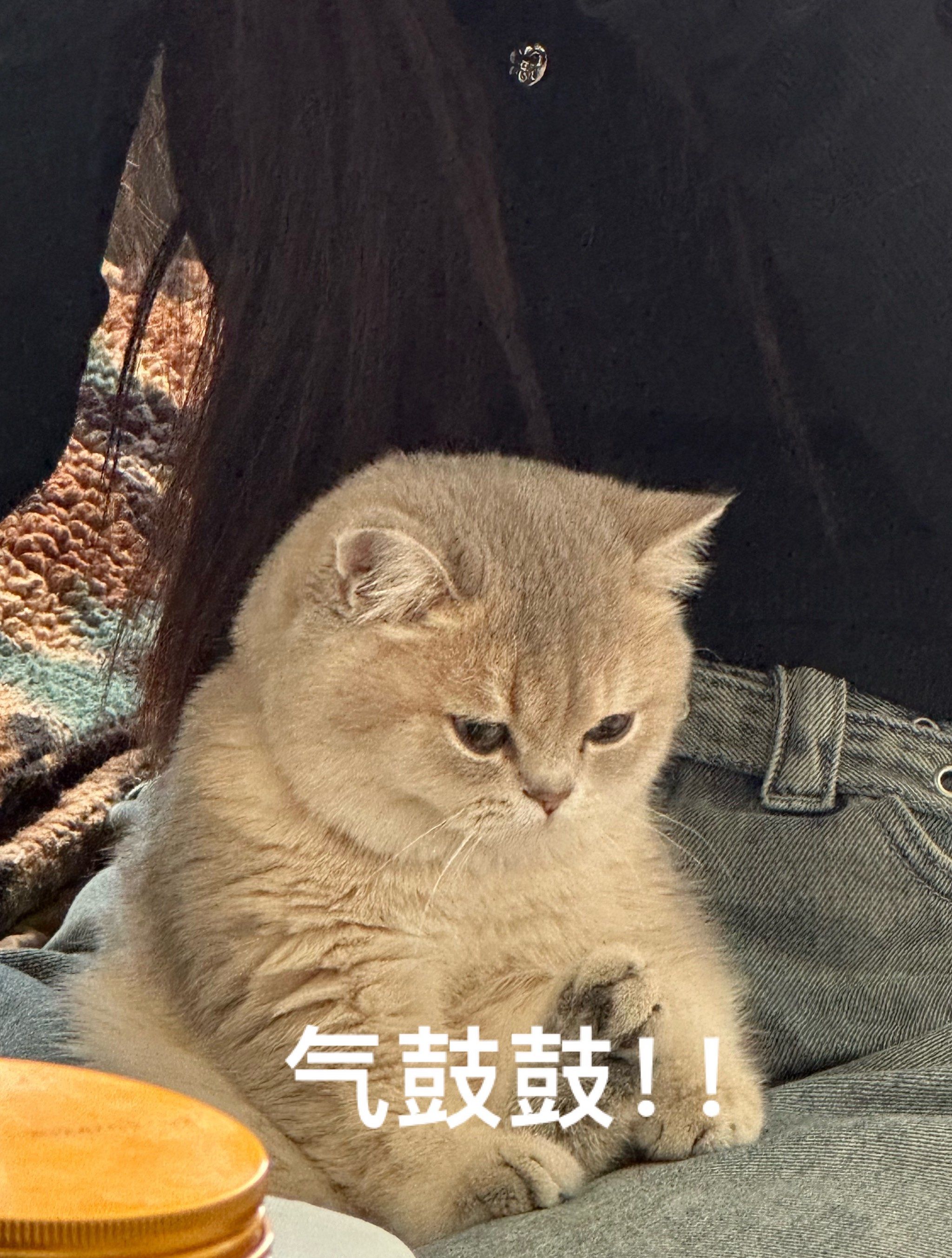 发现一只气呼呼的小猫咪!