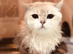 -老吴的猫·猫舍(新区店)