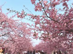-上海辰山植物园