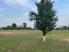 -汉长安城未央宫国家考古遗址公园