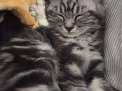 -瑞派·关忠动物医院·猫专科·犬专科(三环新城店)