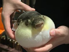 -肆月河豚·淮扬菜·湘菜(华天店)