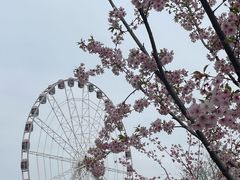 -顾村公园