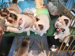 -喵喵咪呀布偶猫咖(春熙路店)