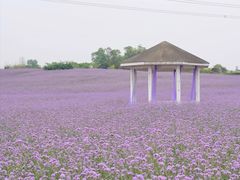 -紫颐香薰山谷景区