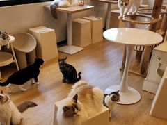 -有喵·猫咖·狗咖·30几只猫10只小狗(岗厦店)