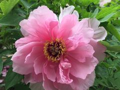 -清真马杰山牛肉汤馆