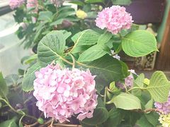 -宝翠花园餐厅(沙湖店)