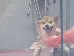 -宠福鑫康馨动物医院·骨科·眼科
