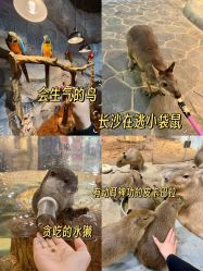 -Zoolung Zoolung动物主题公园(海信广场店)
