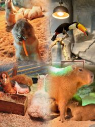 -Zoolung Zoolung动物主题公园(海信广场店)