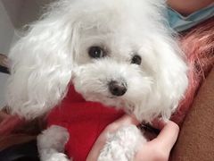 -艾吉宠物医院·疑难杂症转诊中心·猫友好(碧江路院)