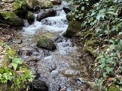 -莫里热带雨林景区