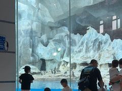 -帝企鹅自助餐厅•儿童岛•真企鹅(长隆企鹅酒店)