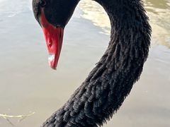 -洋湖国家湿地公园