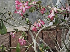 -北京植物园-展览温室