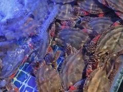 -77号渔船·蒸海鲜青岛菜(积米崖店)