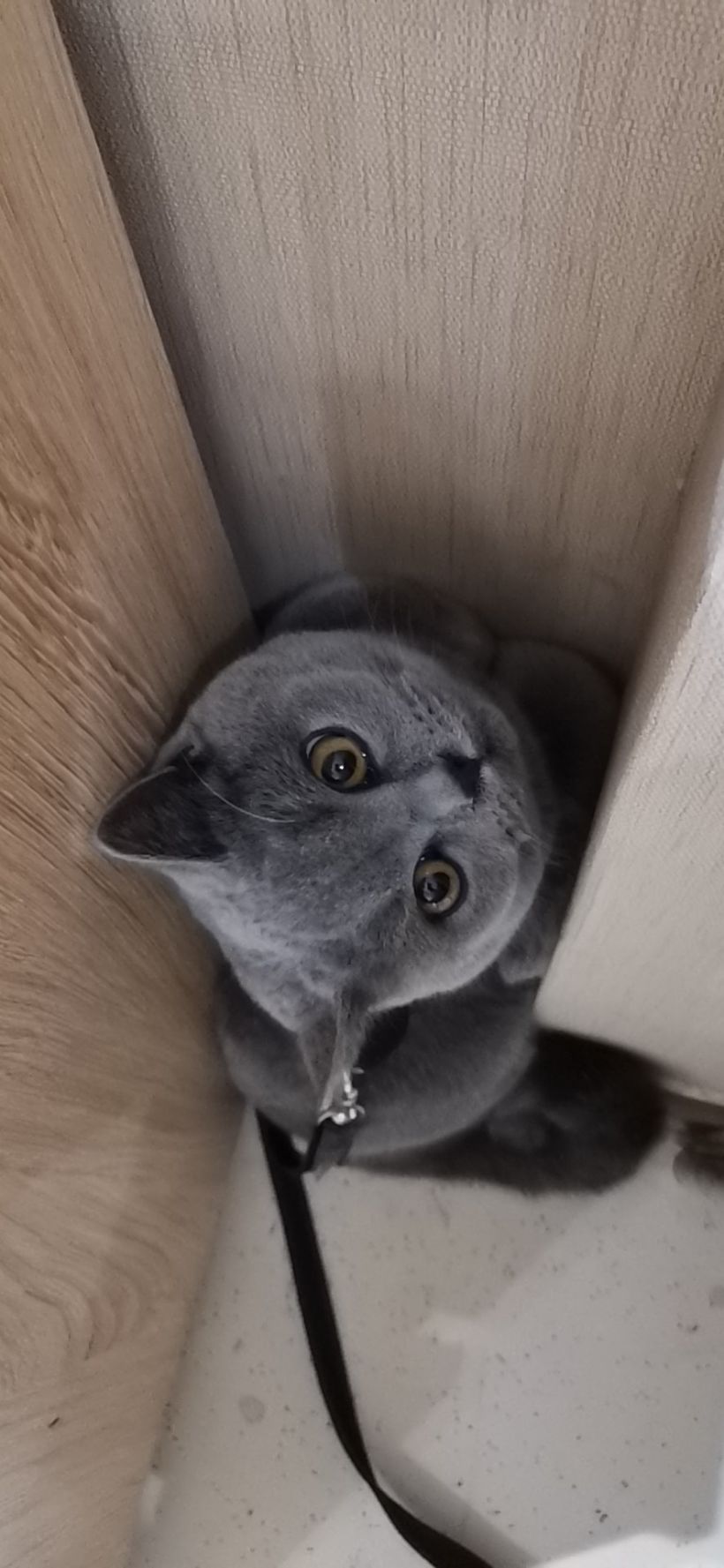 胆小的可爱一枚