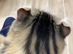 -李小姐の猫咖啡馆(五角场店)