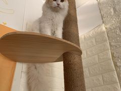 -平行世界·猫咖(首经贸店)
