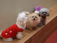 -和它·交个朋友·狗咖猫咖(爱琴海店)