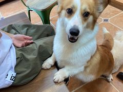 -柯斗斗主题餐厅·狗咖·围炉煮茶·茶饮(国瑞升平里店)