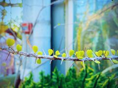 -中国科学院华南植物园
