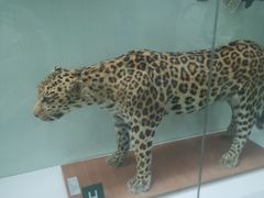 -国家自然博物馆