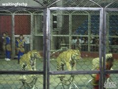 -西安秦岭野生动物园