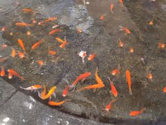 -新世界大丸百货