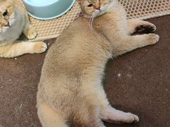 -大型宠物商超·宠海王国·宠物猫狗活体·用品·美容(新世界百货重庆店)