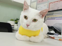 -可蒙动物医院·猫科·骨科中心(首义路店)